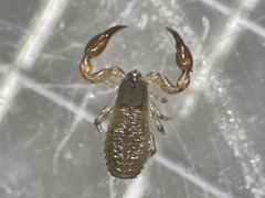 Haplochernes funafutensis