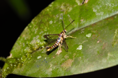 Sesiidae