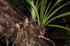 Cymbidium madidum