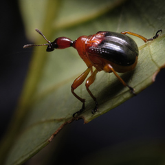 Paratrachelophorus nodicornis