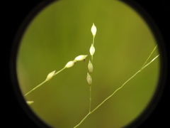 Panicum simile