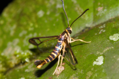 Sesiidae