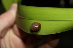 Helicarionidae