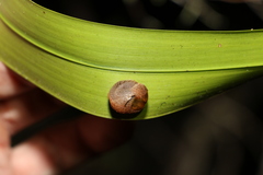 Helicarionidae