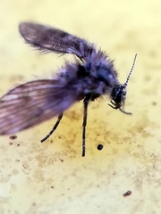 Pericomini