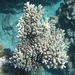 Acropora eurystoma - Photo (c) martind, some rights reserved (CC BY-NC), uploaded by martind