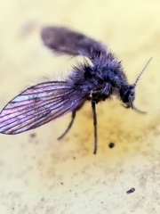 Pericomini
