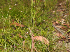 Eriachne pallescens