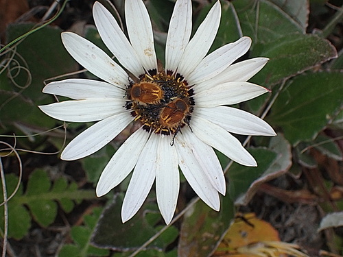 Image of Arctotis acaulis by no rights reserved