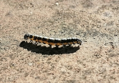 Uresiphita
