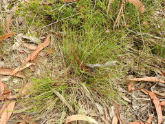 Eriachne pallescens