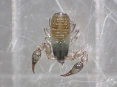 Haplochernes funafutensis