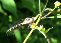 Austrogomphus amphiclitus