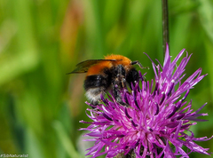 Bombus hypnorum