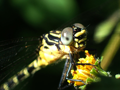 Austrogomphus amphiclitus