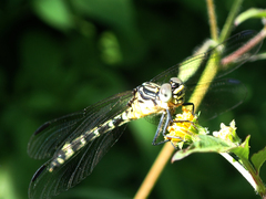 Austrogomphus amphiclitus