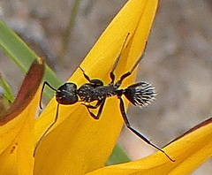 Camponotus niveosetosus