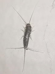 Ctenolepisma longicaudatum