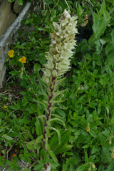 Campanula thyrsoides