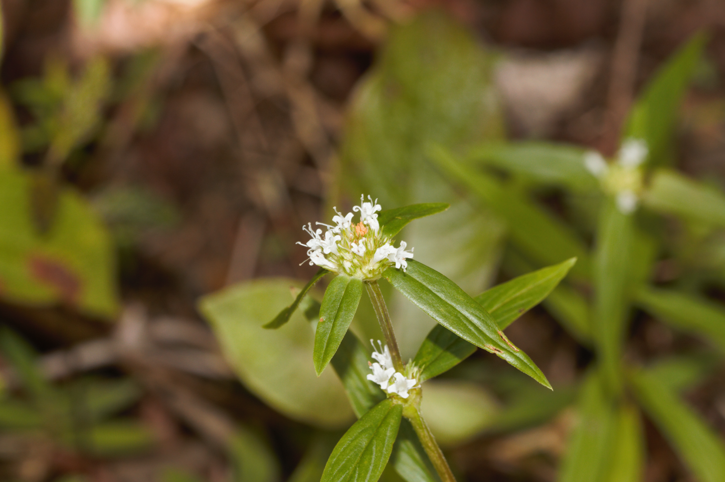 Image of Pensacola False Buttonweed (Spermacoce capitata) by (c) Guillaume Delaitre, some rights reserved (CC BY)