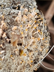 Stilbella fimetaria