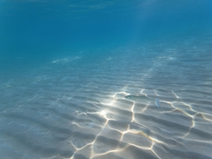 Dicentrarchus labrax