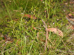 Eriachne pallescens