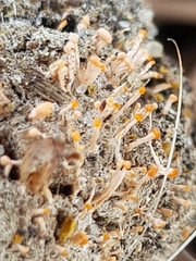 Stilbella fimetaria