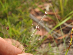 Eriachne pallescens