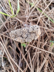Stilbella fimetaria
