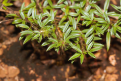 Stylosanthes