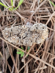 Stilbella fimetaria