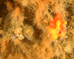 Parablennius intermedius