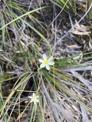Hemerocallidoideae