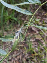 Cryptoptila australana