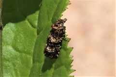 Scolioplecta comptana