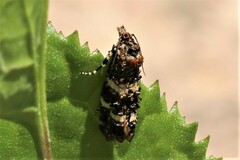 Scolioplecta comptana