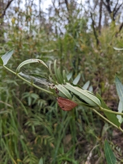 Cryptoptila australana