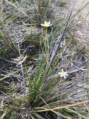 Hemerocallidoideae