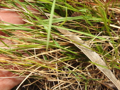 Eriachne pallescens