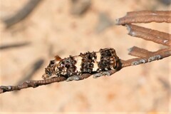 Scolioplecta comptana