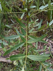 Cryptoptila australana
