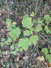 Acer opalus