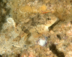 Centropogon australis