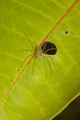 Thaumasia
