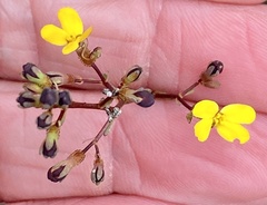 Stylidium luteum