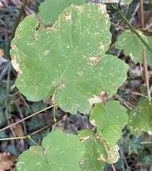 Acer opalus