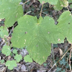 Acer opalus