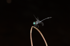 Micrathyria catenata