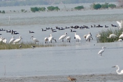 Platalea minor